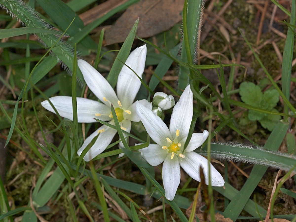 Изображение особи Ornithogalum fimbriatum.