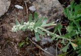 Artemisia lagocephala