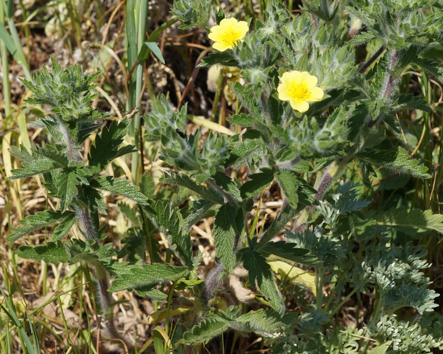 Image of Potentilla taurica specimen.