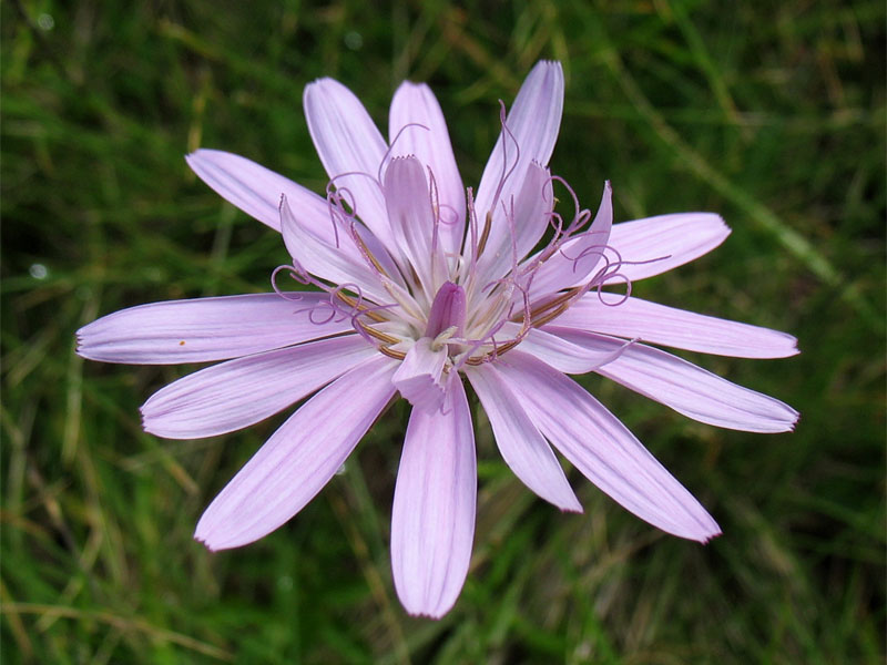 Image of Scorzonera rosea specimen.