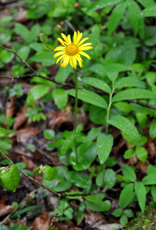 Изображение особи Doronicum orientale.