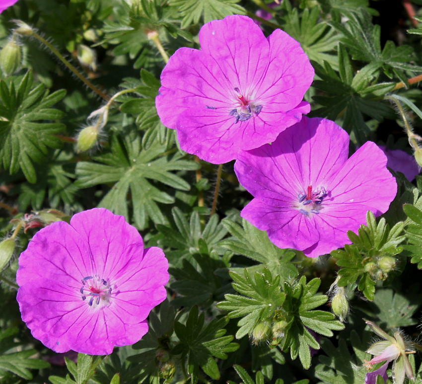 Image of Geranium sanguineum specimen.