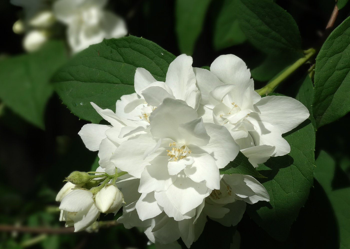 Image of Philadelphus &times; virginalis specimen.