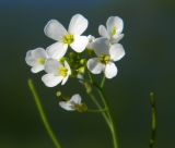 Arabidopsis arenosa