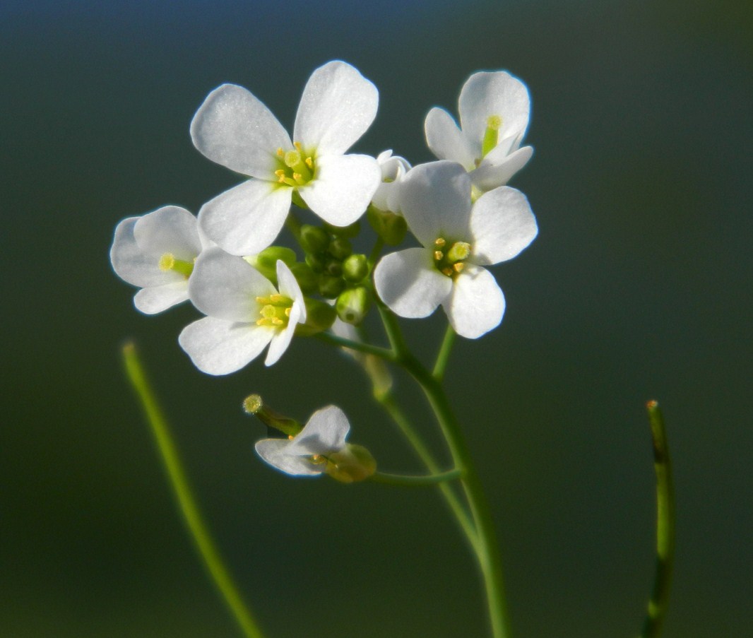 Изображение особи Arabidopsis arenosa.