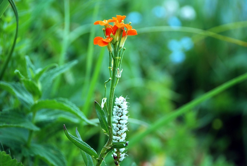 Изображение особи Erysimum croceum.