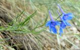 Delphinium grandiflorum