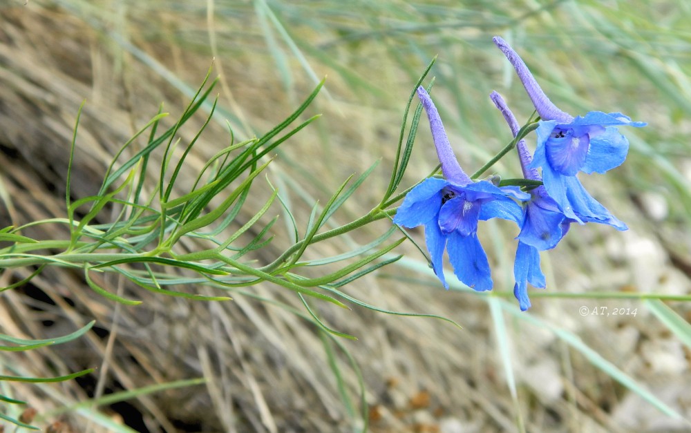 Image of Delphinium grandiflorum specimen.