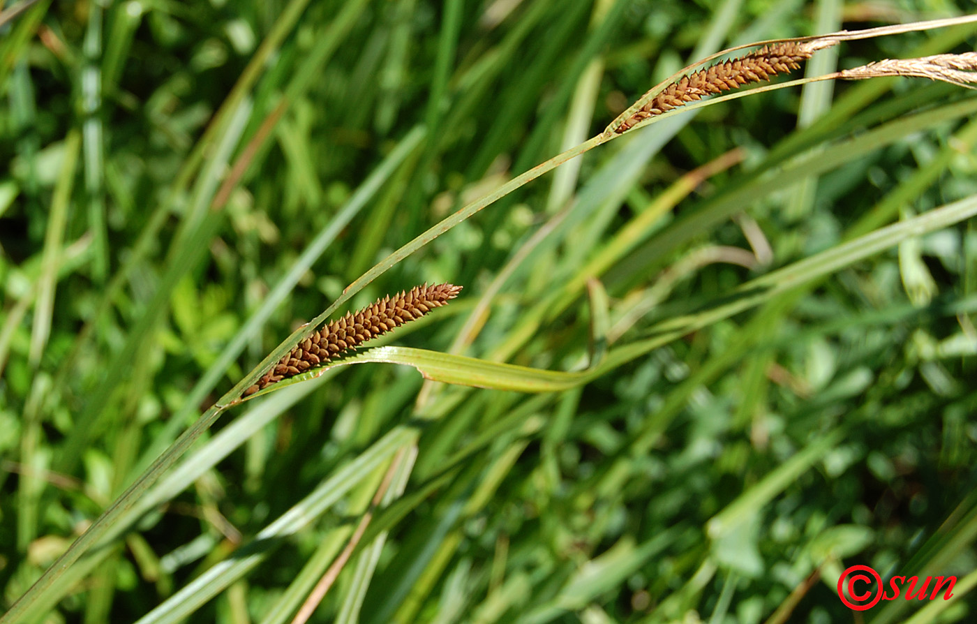 Изображение особи Carex acuta.