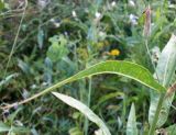 Lactuca tatarica