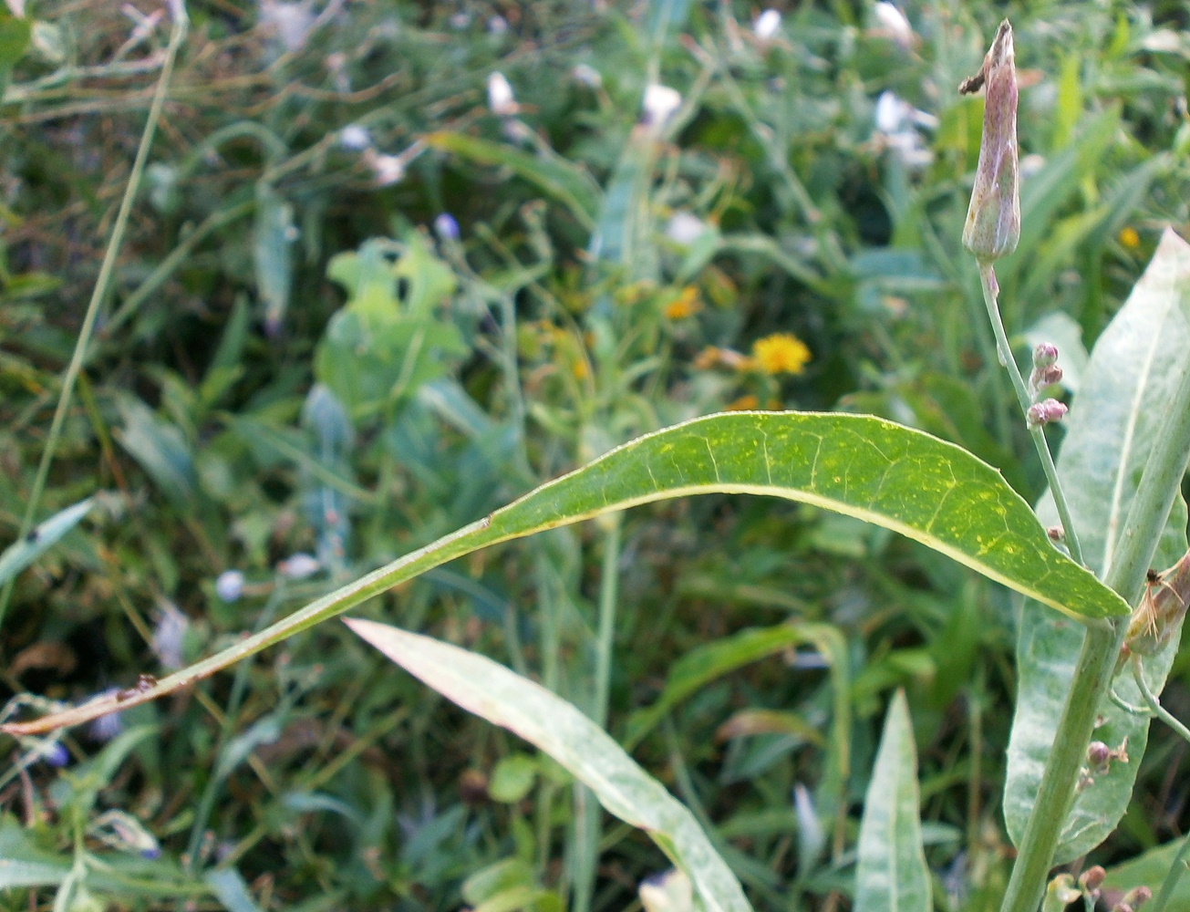 Image of Lactuca tatarica specimen.