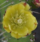 Opuntia monocantha