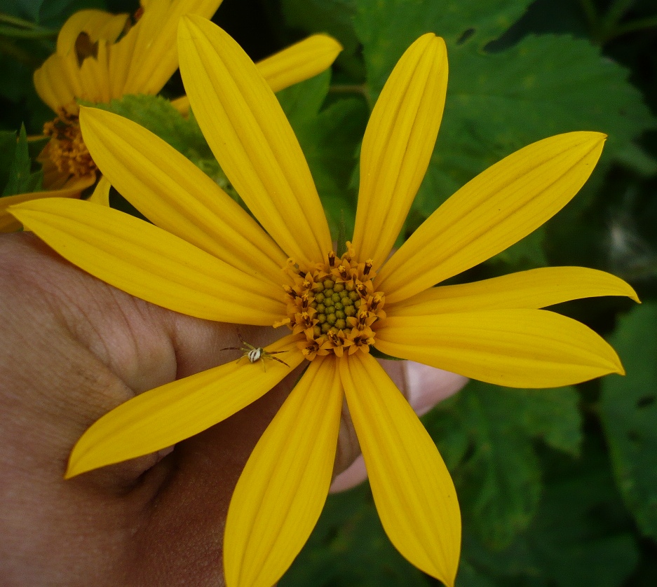 Изображение особи Helianthus tuberosus.