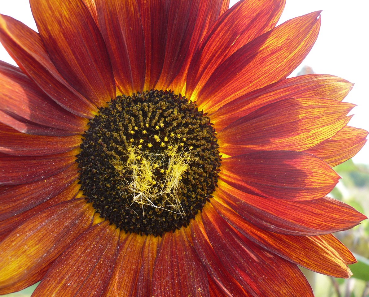Image of Helianthus annuus specimen.