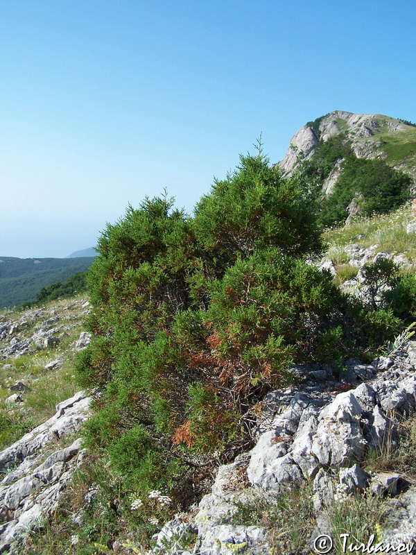 Изображение особи Juniperus foetidissima.