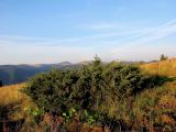 Juniperus sibirica. \"Плодоносящее\" растение. Карпаты, подножье горы Поп Иван, высота 1300 м н.у.м. 06.09.2014.