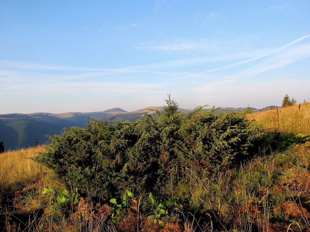 Image of Juniperus sibirica specimen.