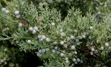 Juniperus virginiana. Ветвь с молодыми шишками ('Hetzii'). Германия, г. Дюссельдорф, Ботанический сад университета. 05.09.2014.