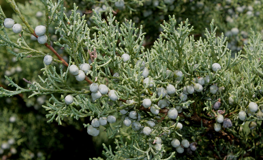 Изображение особи Juniperus virginiana.