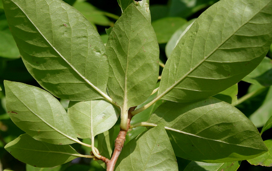 Image of Nyssa sylvatica specimen.
