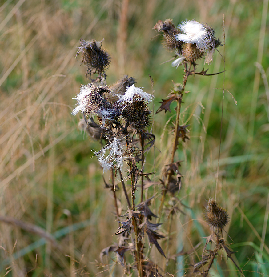 Image of Cirsium vulgare specimen.