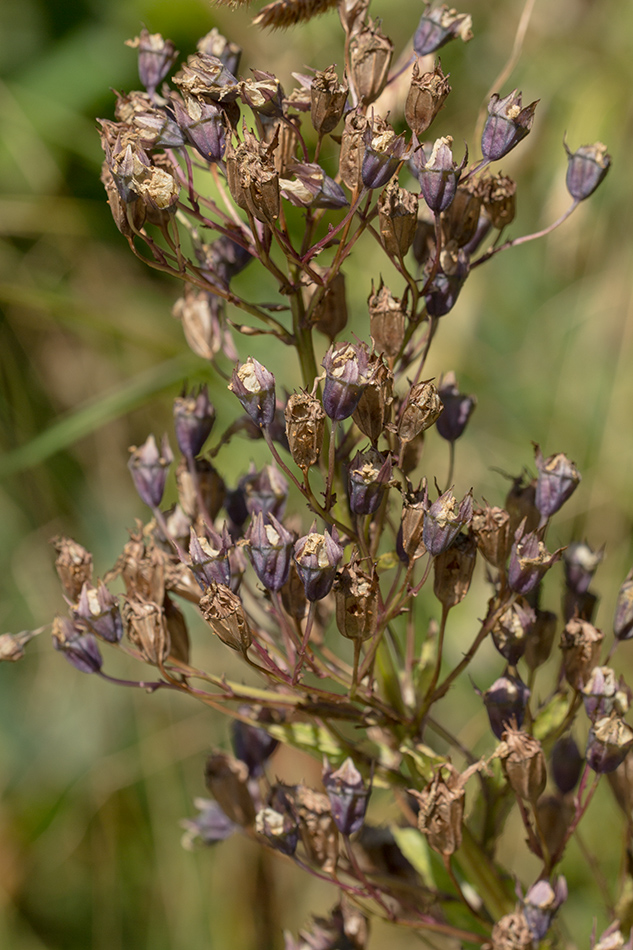 Изображение особи Gadellia lactiflora.