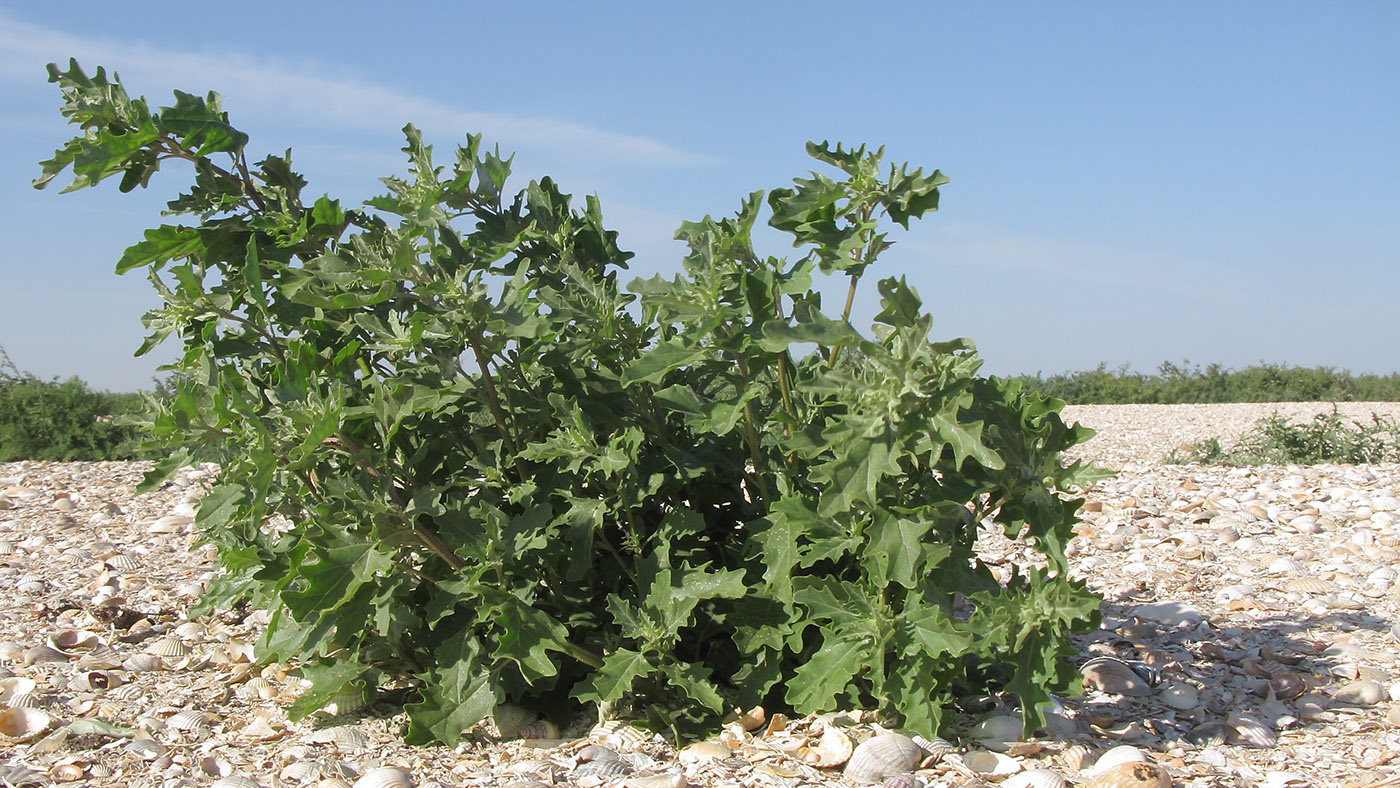 Image of Atriplex tatarica specimen.