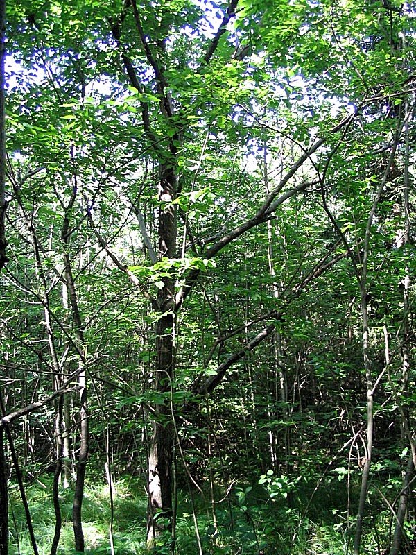 Image of Juglans ailanthifolia var. cordiformis specimen.