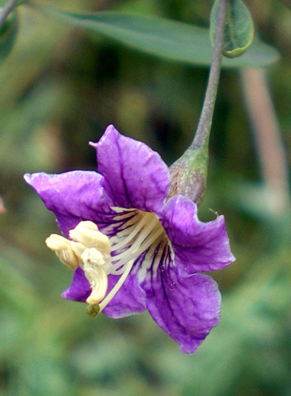 Изображение особи Lycium barbarum.