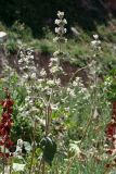 Phlomoides ostrowskiana