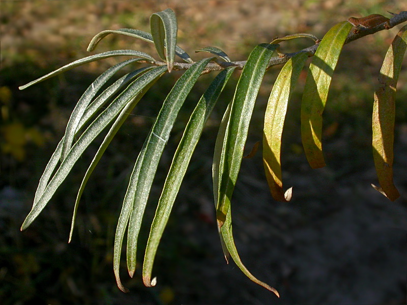 Image of Hippophae rhamnoides specimen.