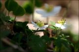 Anemone amurensis ssp. kamtschatica