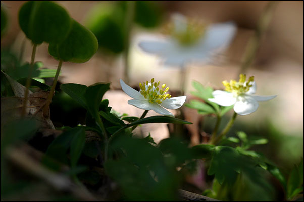 Image of Anemone amurensis ssp. kamtschatica specimen.