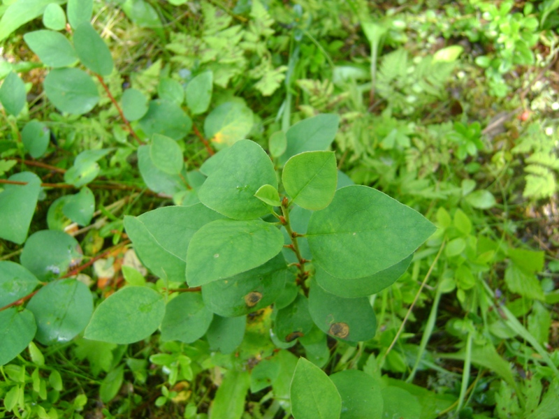 Изображение особи Cotoneaster cinnabarinus.