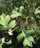 Crataegus monogyna