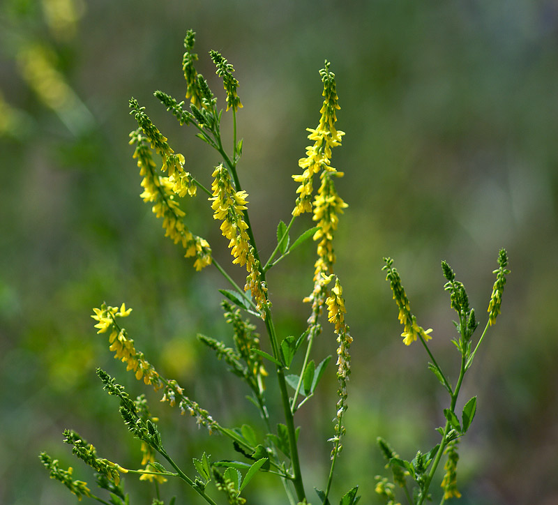 Изображение особи Melilotus officinalis.