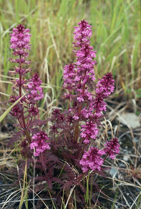 Image of Pedicularis verticillata specimen.