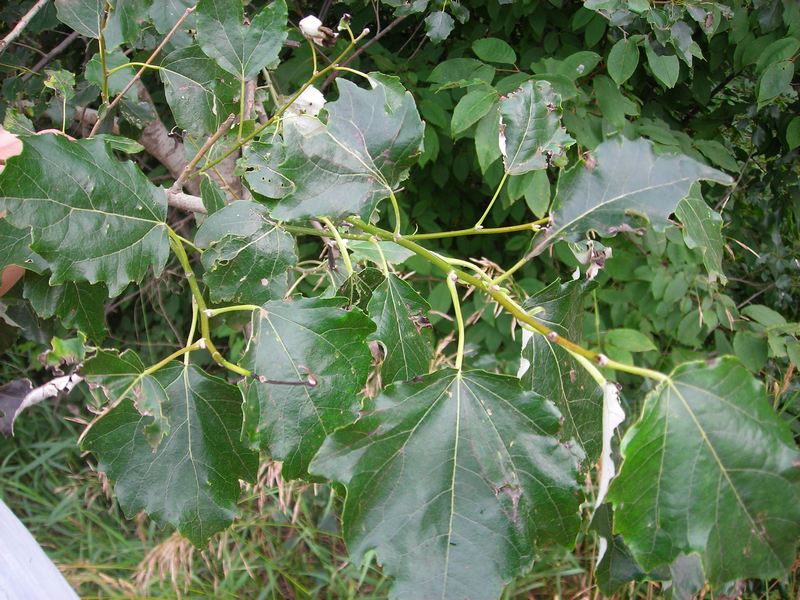 Image of Populus &times; canescens specimen.