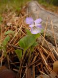 Viola rupestris