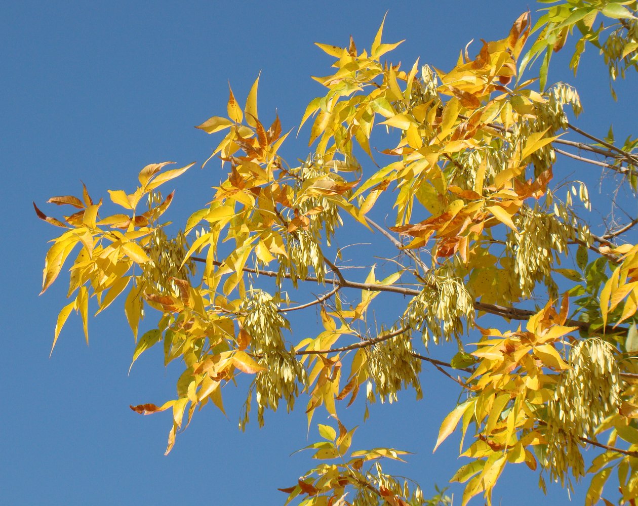 Изображение особи Fraxinus pennsylvanica.