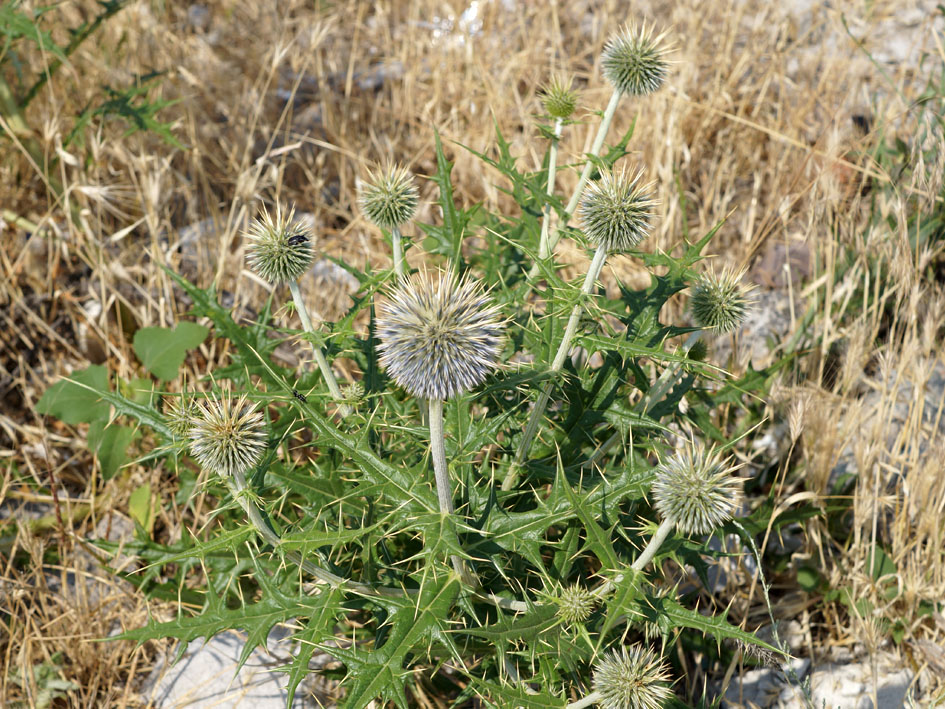 Изображение особи Echinops maracandicus.