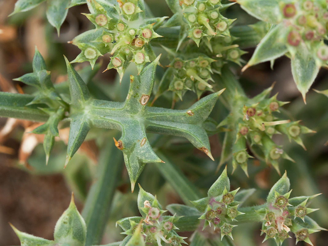 Изображение особи Echinophora spinosa.