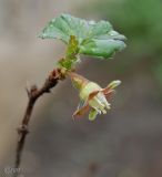 Grossularia uva-crispa