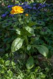 Calendula officinalis