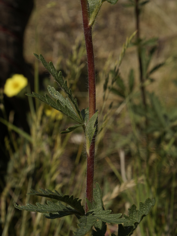 Image of Potentilla pedata specimen.