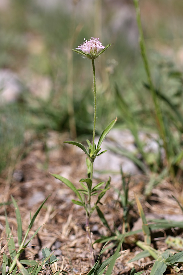 Image of Lomelosia micrantha specimen.