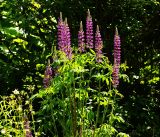 Lupinus × regalis. Цветущее растение. Московская обл., Раменский р-н, окр. дер. Хрипань, садовый участок. 06.06.2015.