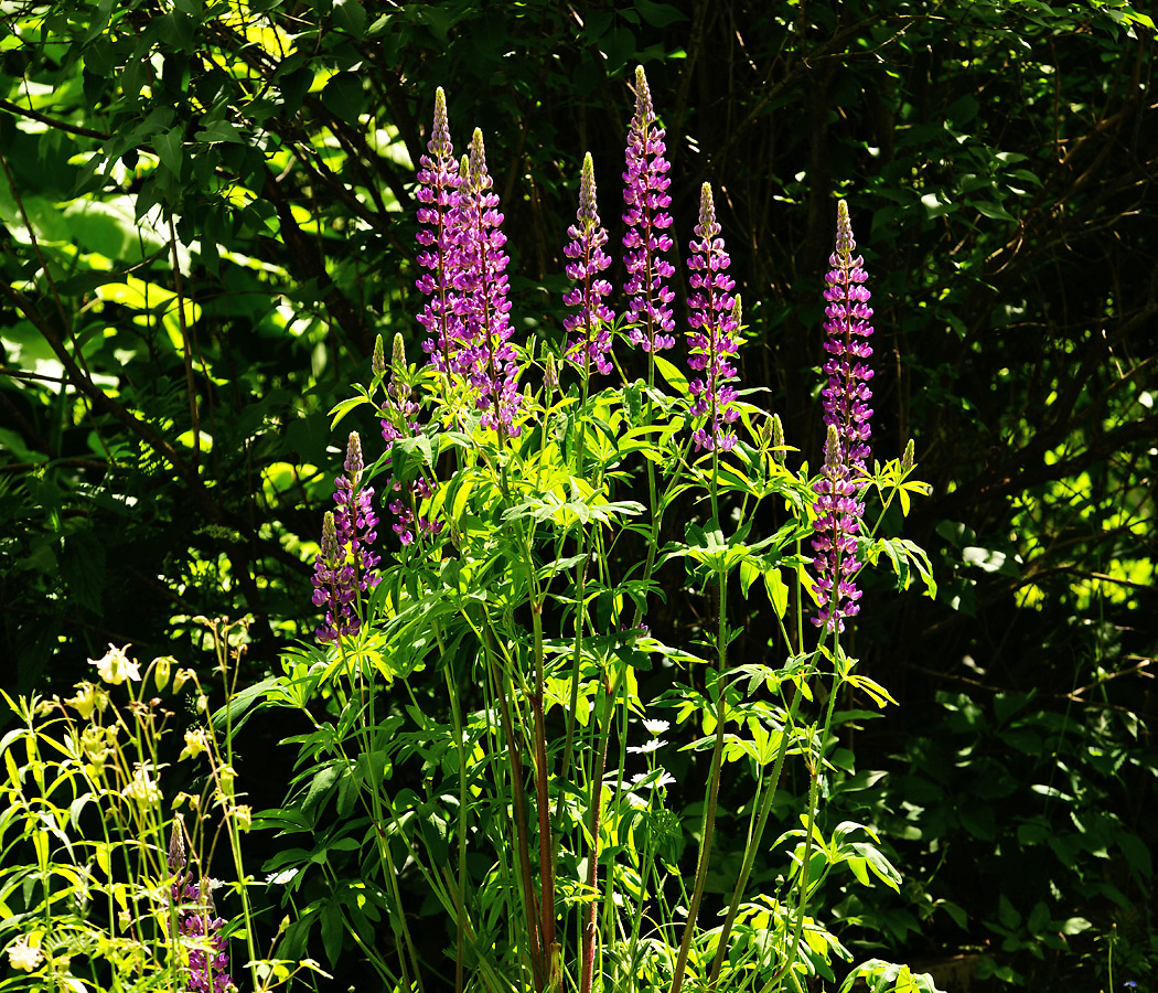 Изображение особи Lupinus &times; regalis.