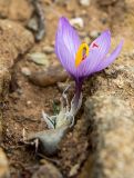 Crocus cartwrightianus