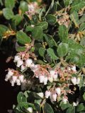 Arctostaphylos edmundsii. Верхушки побегов с соцветиями. США, Калифорния, Сан-Франциско, в озеленении. 17.02.2014.